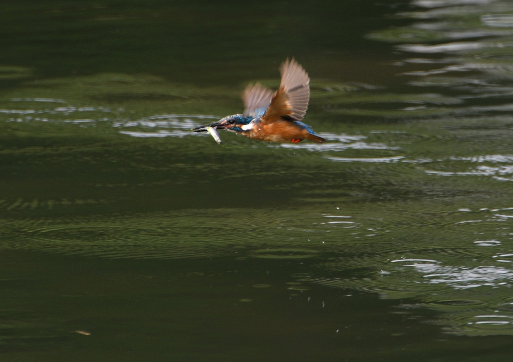 止まり木へ　７/２３❻