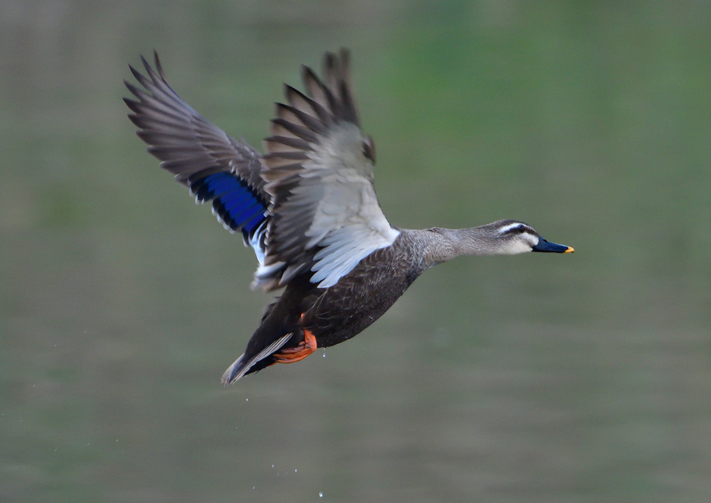 カルガモ　３/１９❶