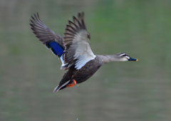 カルガモ　３/１９❶