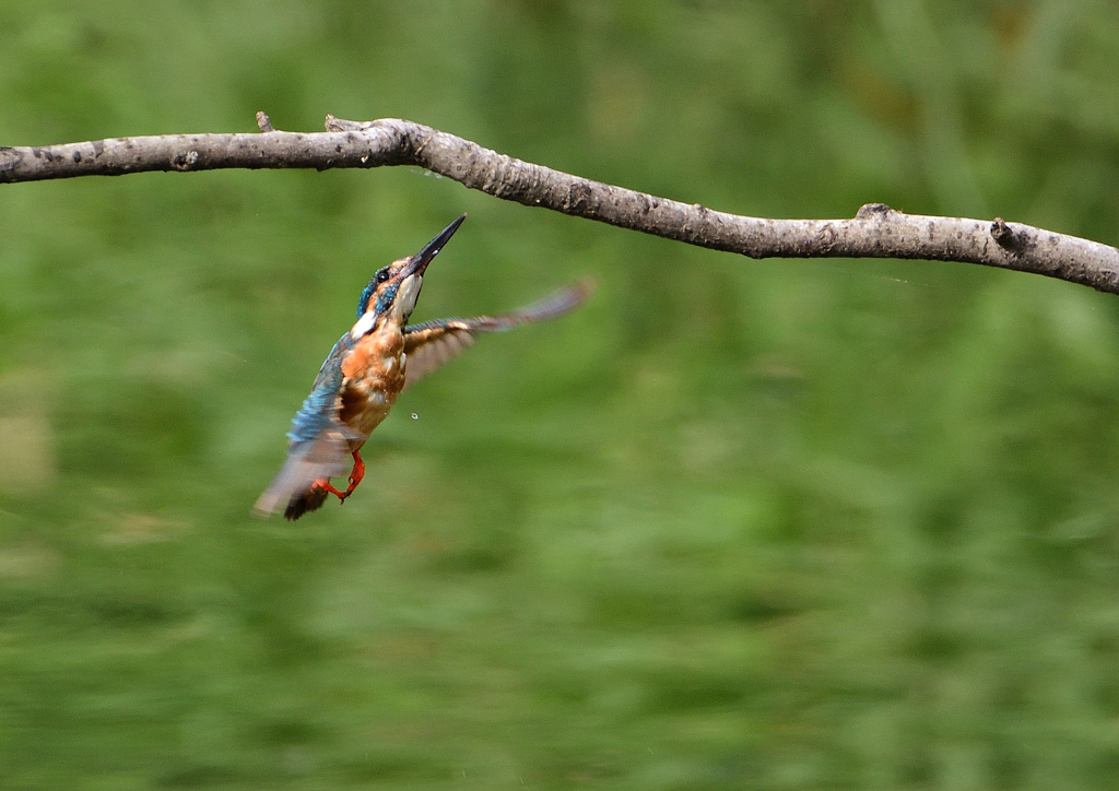 止まり木へ　７/２３❺