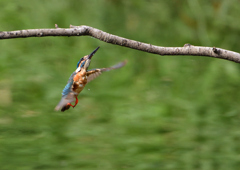 止まり木へ　７/２３❺