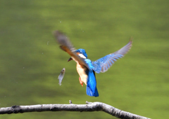 魚を・・・・　４/２４❹