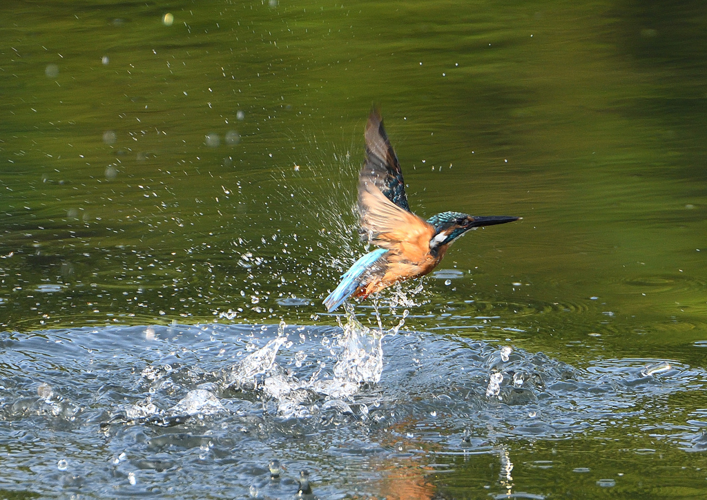 ダイブ　８/２５❶