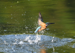 ダイブ　８/２５❶