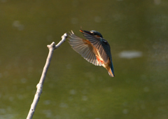 止まり木　５/１３❶