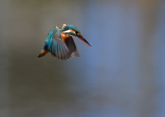 ホバリング　３/７❷