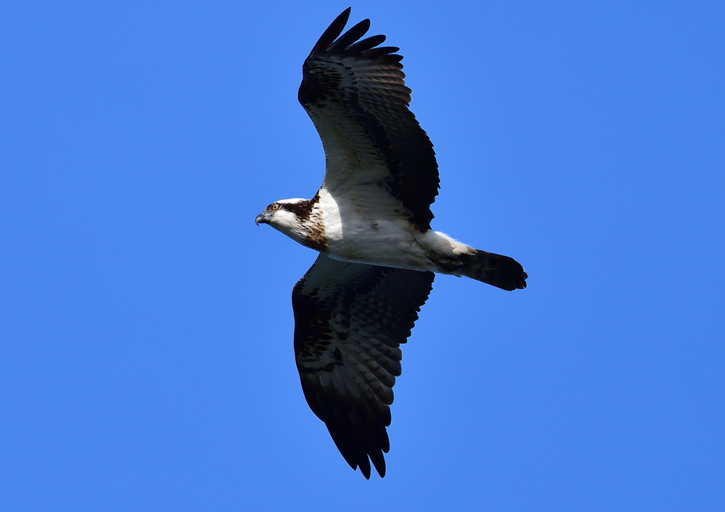 ミサゴ　１/７❺