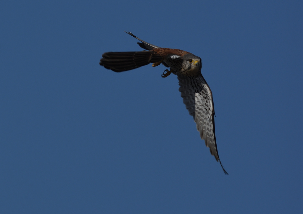 オスのチョウゲンボウ　１２/２３❹