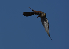 オスのチョウゲンボウ　１２/２３❹