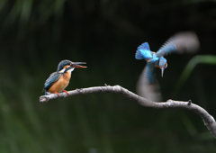 今日のカワセミ❷