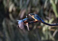 オスとメス　１１/１７❸