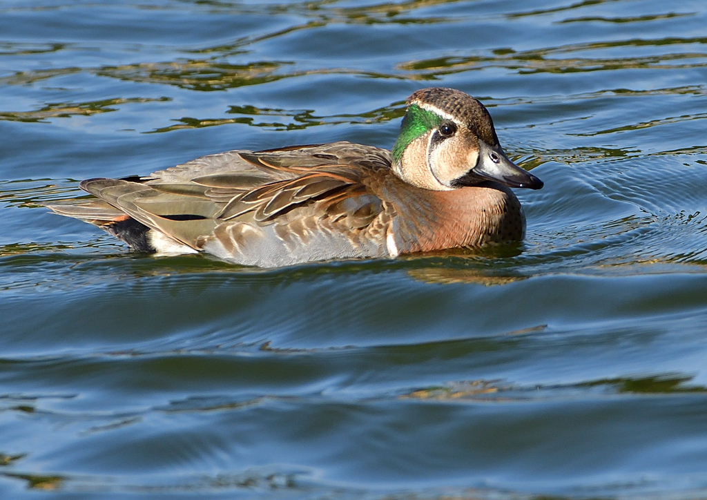 トモエガモ　１２/８❺