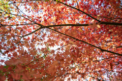紅葉の絨毯