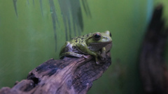 モリアオガエル