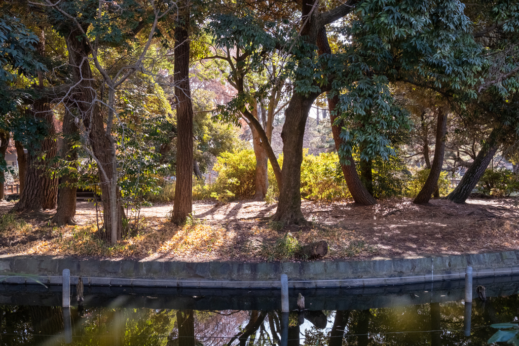 木漏れ日と水面