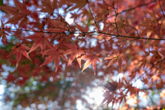 錦秋