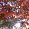 錦秋