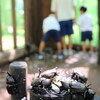 森の昆虫たちと夏休み