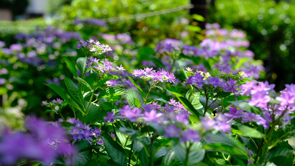 紫陽花の季節