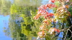 もうすぐ紅葉