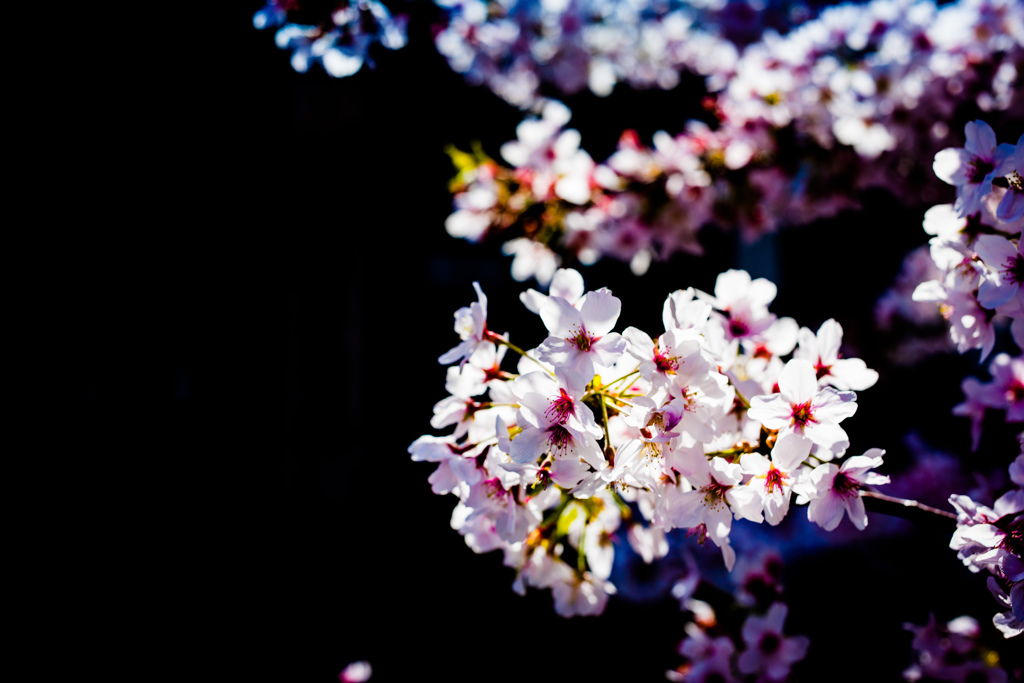 桜　鎌倉