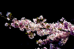 桜　鎌倉