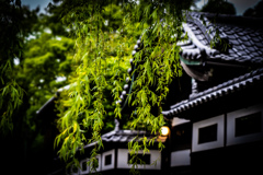 DSC00196
