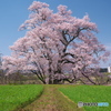 向野の江戸彼岸 ①