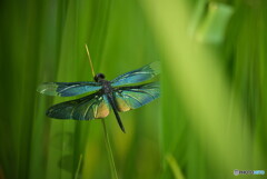 蝶蜻蛉の季節 ②
