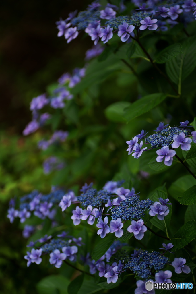 木陰の蒼 ①