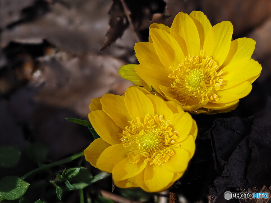 春色の黄色