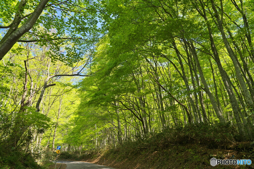 萌黄の路