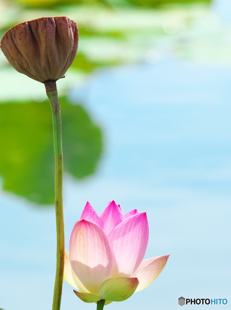 夏盛りの蓮池