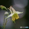 季節のお華①　オダマキ