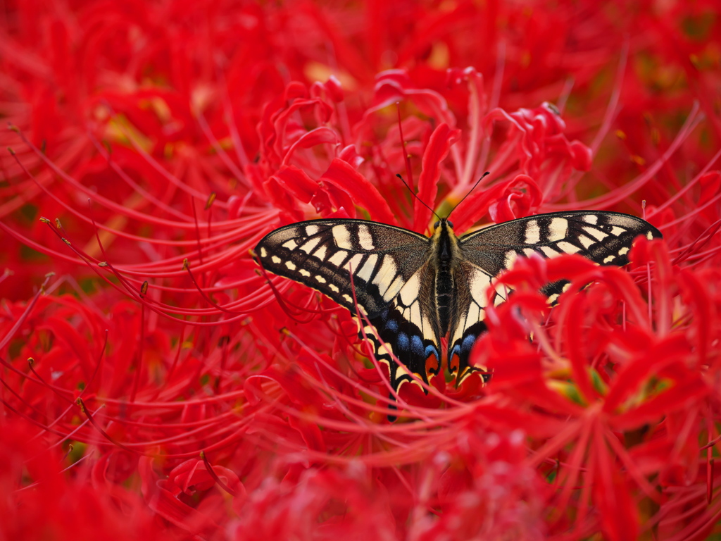 Impressive Red