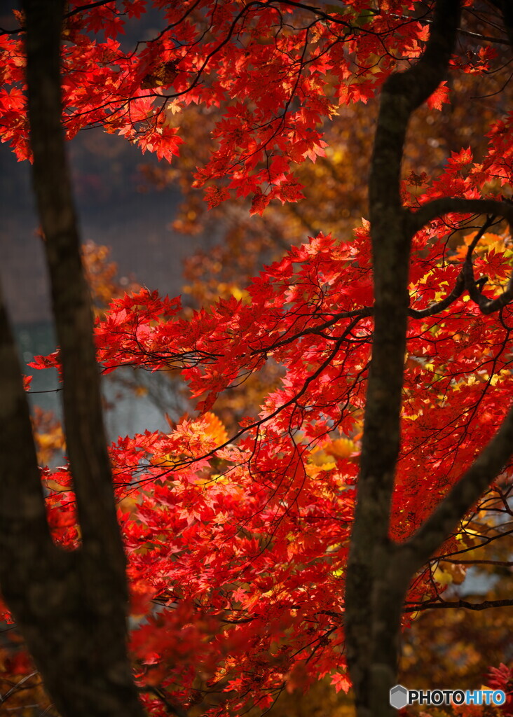 紅葉の窓