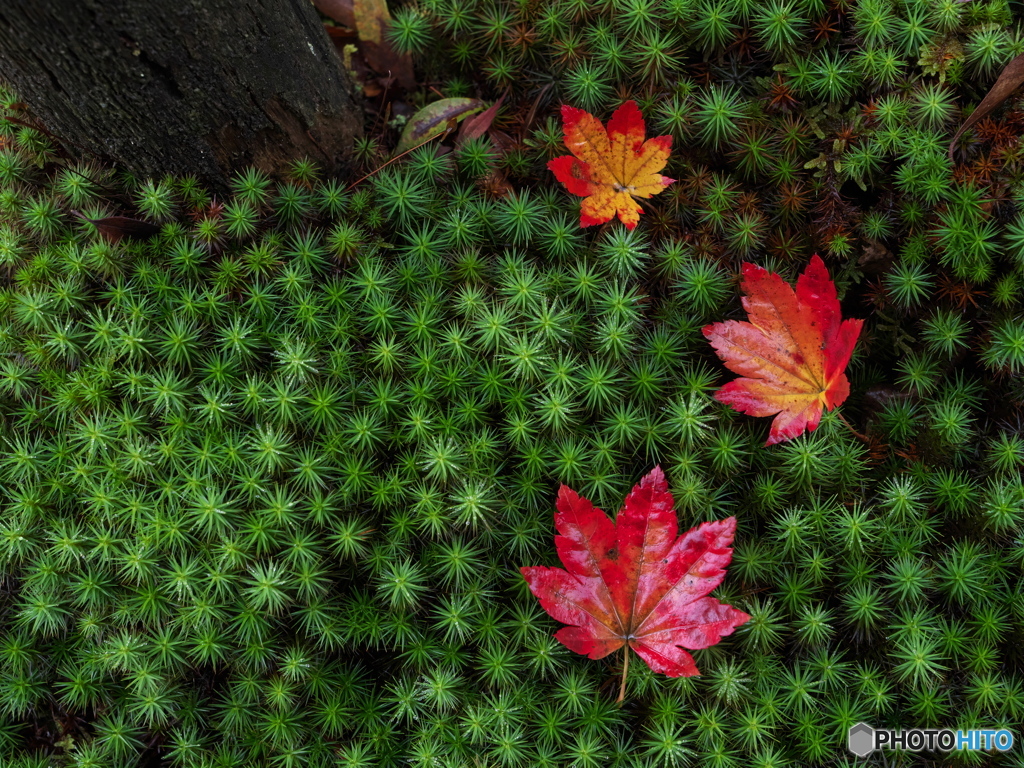 杉苔と紅葉