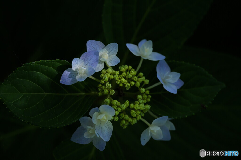 Blue Chalcedony ③