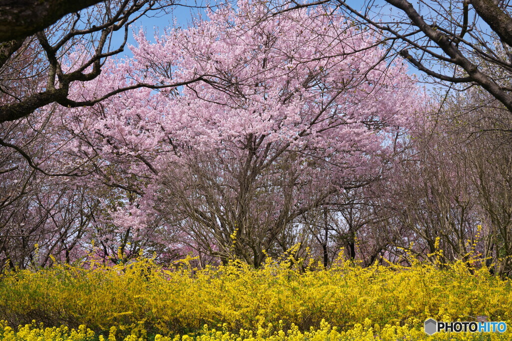 Cherry Blossom(高遠子彼岸桜）