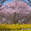 Cherry Blossom(高遠子彼岸桜）