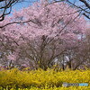 Cherry Blossom(高遠子彼岸桜）