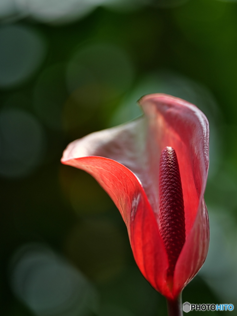Red Anthurium