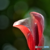 Red Anthurium