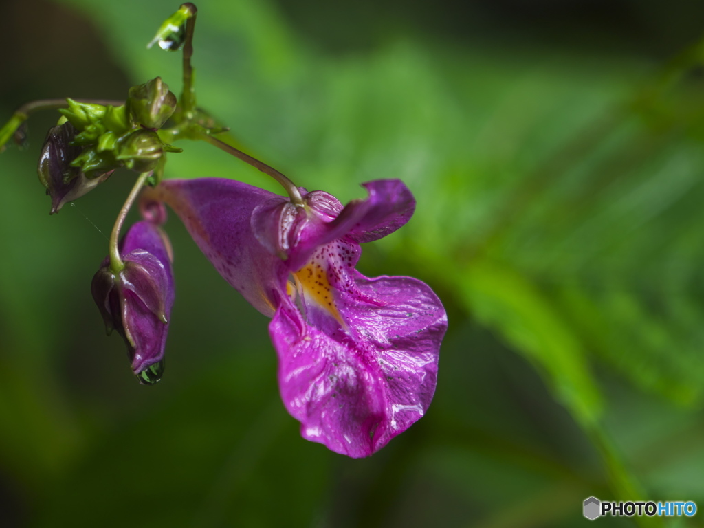 テカテカ・ツリフネソウ