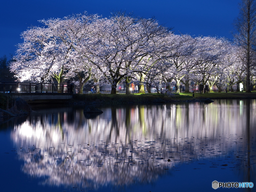 夜桜ライトアップ
