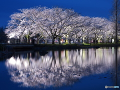 夜桜ライトアップ