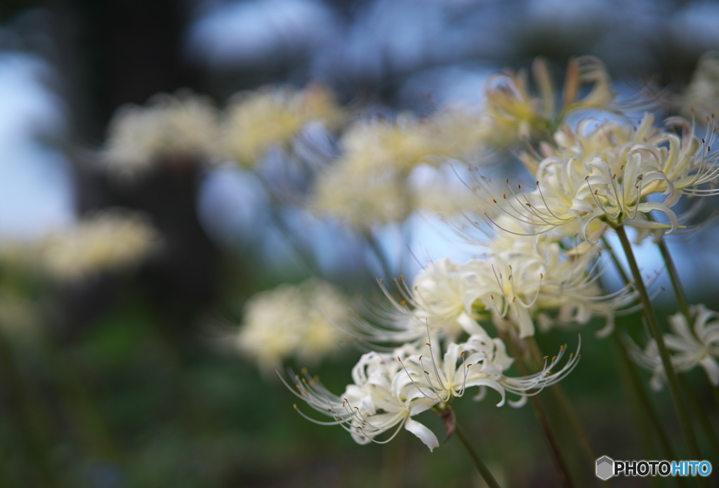 White spider lily