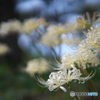 White spider lily