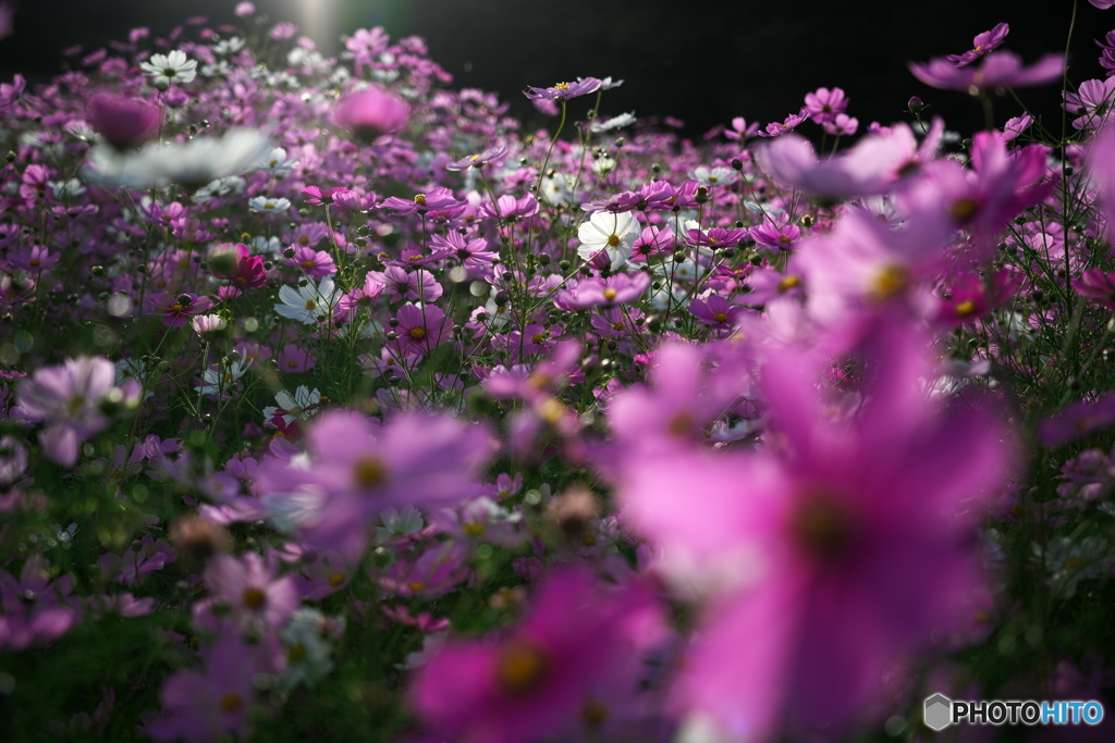 秋桜