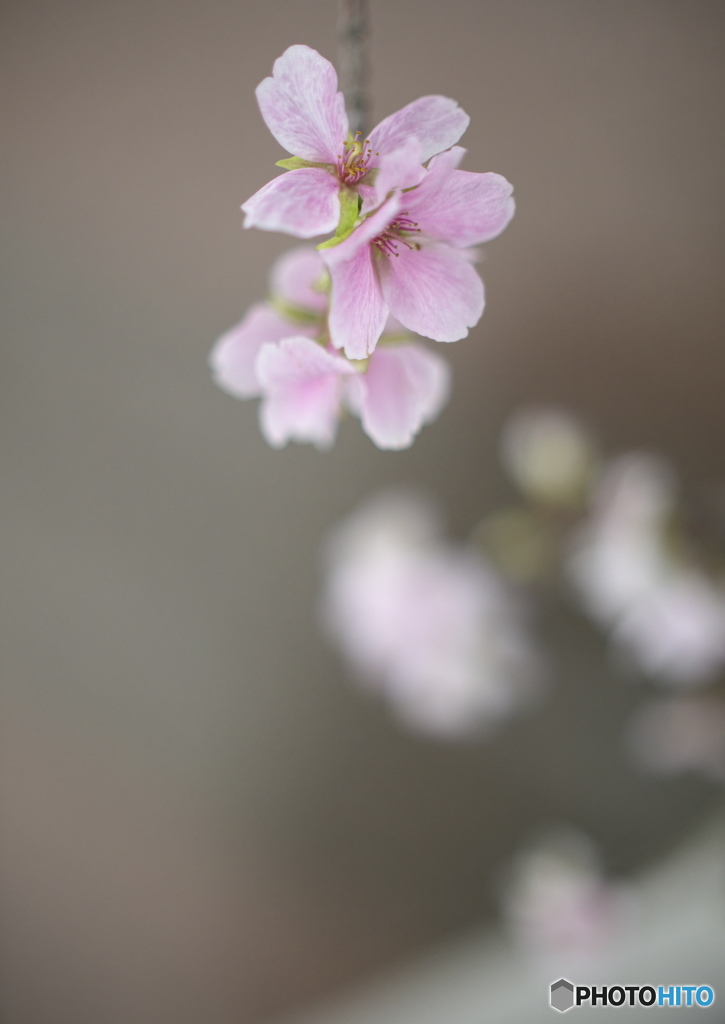 コシノフユザクラ